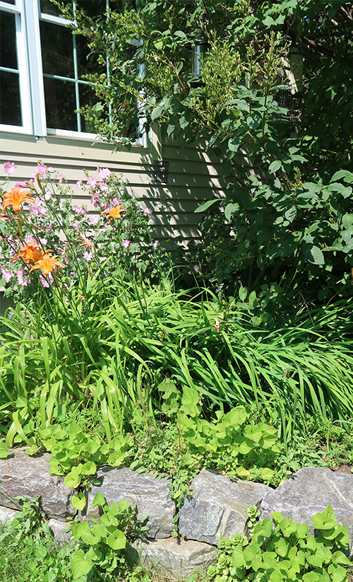 garden-tour-daylily