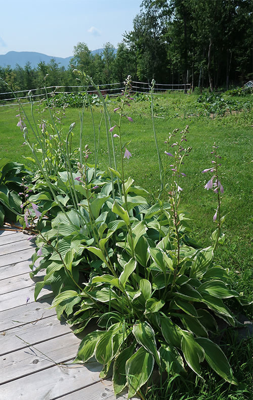 garden-tour-hostas