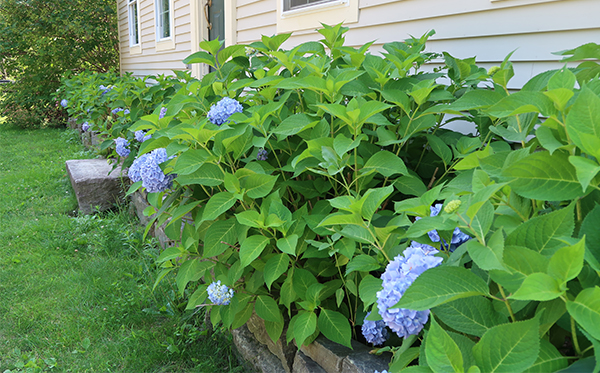 garden-tour-hydrangeas