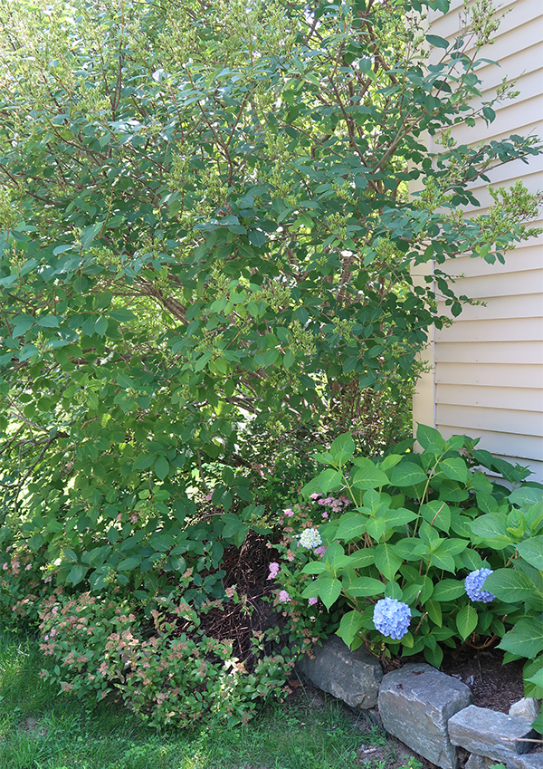 garden-tour-lilac