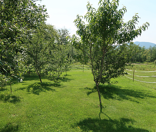 garden-tour-orchard