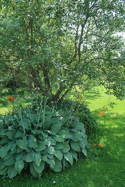 garden-tour-willow