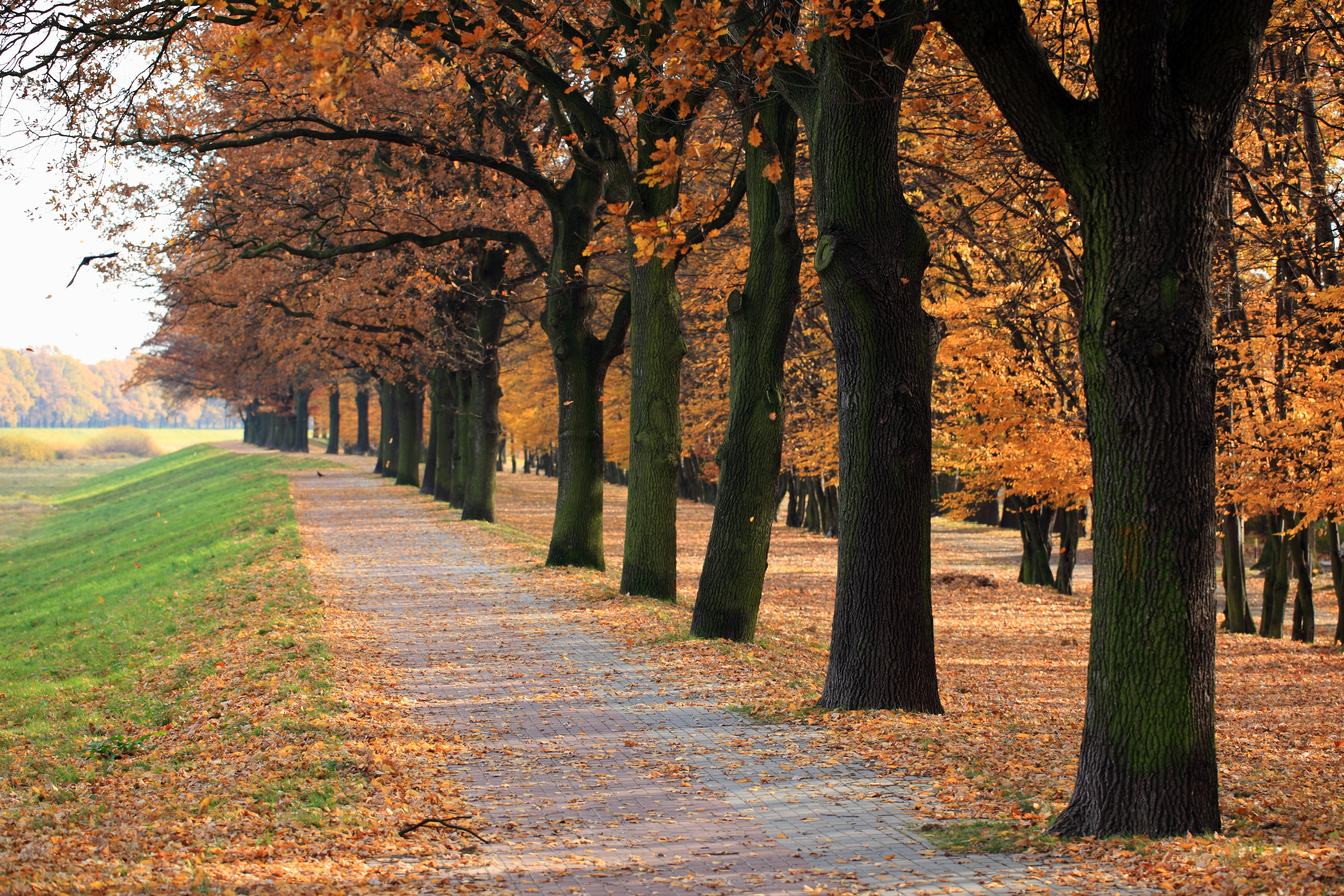 autumn walk